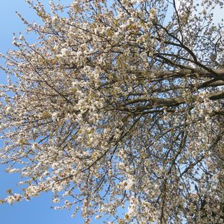 Sárkányházi Apartman Barnag (4)