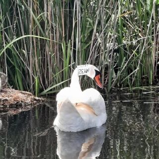 Casa de vacanță Timona Dunavățu de Jos (2)