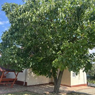 Diána Vendégház Poroszló (3)