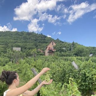 Fehér Szőlő Vendégház Sátoraljaújhely (4)