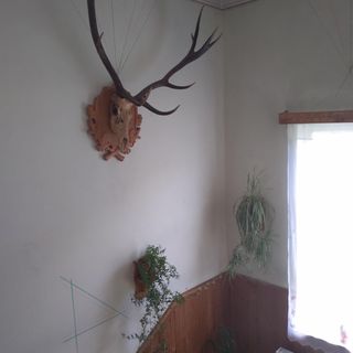 Casa de oaspeți Emma Lunca de Sus (2)