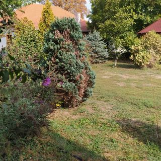 Viktória Üdülőház Berekfürdő (3)