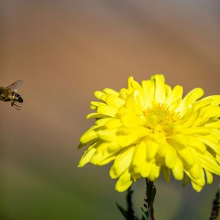 Két Cica Apartman Eger (4)