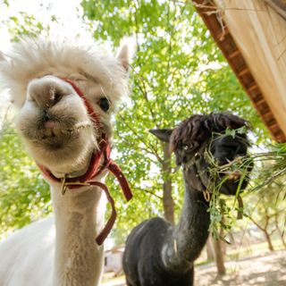Baráthegyi Panzió és Élménypark Miskolc (2)