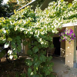 King Kong Kapitány Vendégház (2)