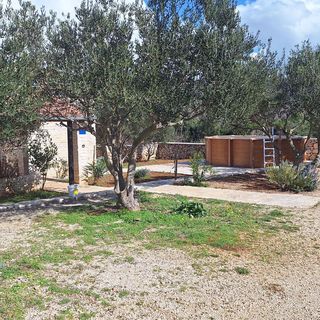 House Pygmy Cormorant Pirovac (2)