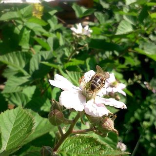 Völgy Vendégház Szálka (3)