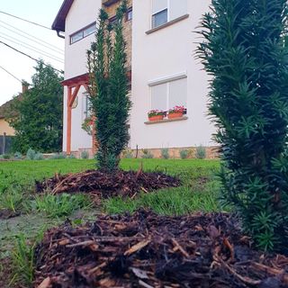 Fehér Akác Vendégház Fenyőfő (3)