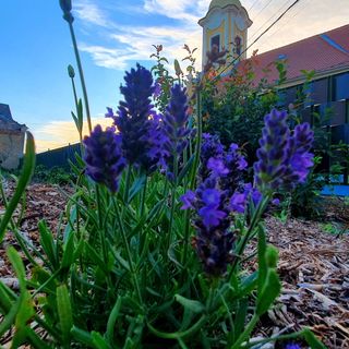 Fehér Akác Vendégház Fenyőfő (4)