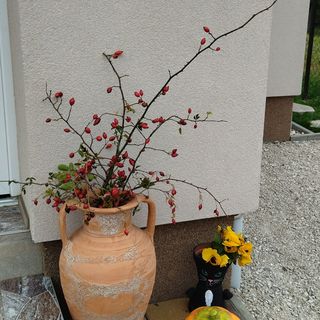 Regina Vendégház Csókakő (2)