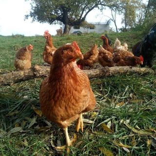 BioFarma Dolejší mlýn Kamberk (4)