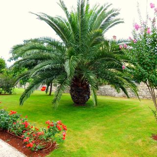 Apartmani Anita Zambratija (3)