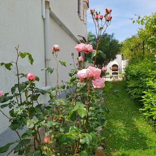 Apartmanok Parkolóhellyel Silo, Krk - 18752 Šilo (4)