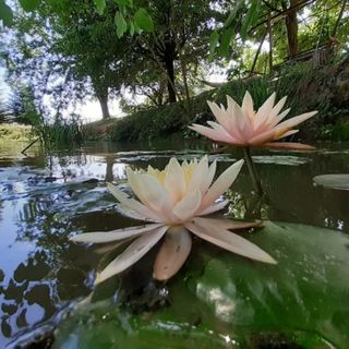 Oliva Verde Apartman Bárdudvarnok (3)