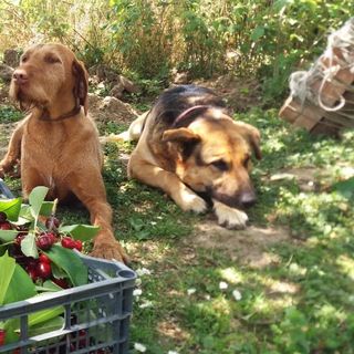 Oliva Verde Apartman Bárdudvarnok (3)