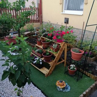 Vadvirág Vendégház Cserkeszőlő (3)