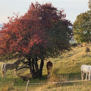 Völgyhíd Village Vendégház Kőröshegy (5)