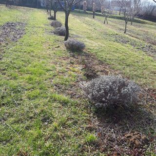 Kéknefelejcs Vendégház Tapolca-Diszel (2)