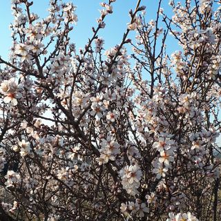 Kéknefelejcs Vendégház Tapolca-Diszel (5)