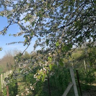 Málna Vendégház Egeraracsa (2)