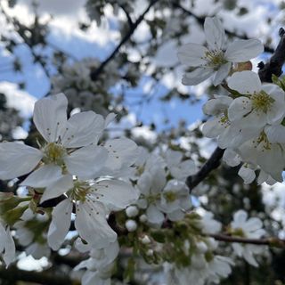 Helena Apartman *** Cserszegtomaj (3)