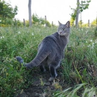 MacskaFészek Vendégház Kissomlyó (3)