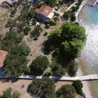 House Olive Tree Tkon (2)