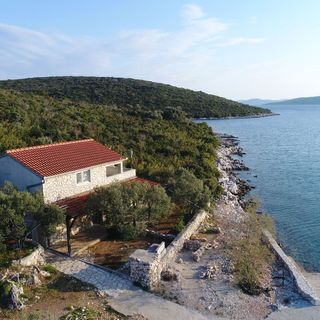 House Dolphin Tkon (4)