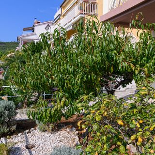 Apartmanok Parkolóhellyel Rabac, Labin - 19055 Rabac (5)