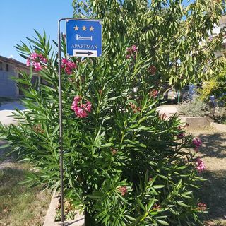 Apartmanok és Szobák A Tenger Mellett Rovinj - 19183 (3)