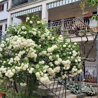 Apartmanok és Szobák A Tenger Mellett Rovinj - 19183 (4)