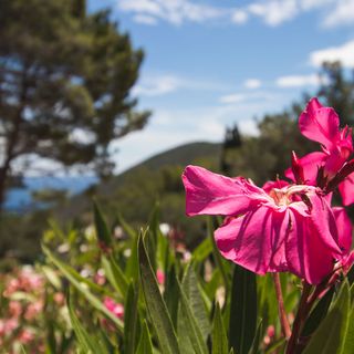 Apartments Nusret Ćunski (5)