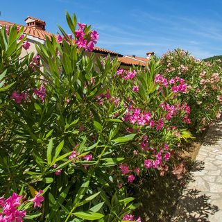 Apartments Iris Rabac (5)