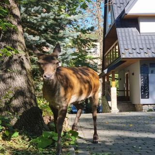 Tatrzańska Miejscówka - Apartamenty Centrum Zakopane (3)