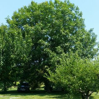 Meduna Vendégház Várvölgy (5)