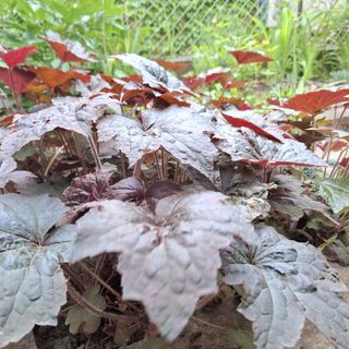 Árnyas Apartman Balatonalmádi (3)