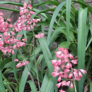 Árnyas Apartman Balatonalmádi (4)