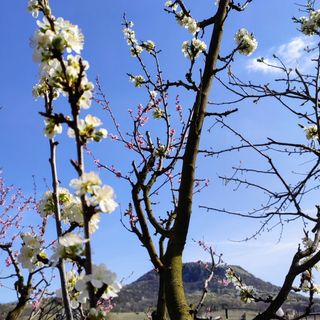 Kövirigó Apartman Tapolca (4)