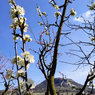 Kövirigó Apartman Tapolca (4)