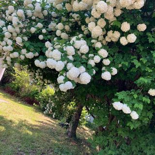 Szőlőfürt Apartman Balatonboglár (4)