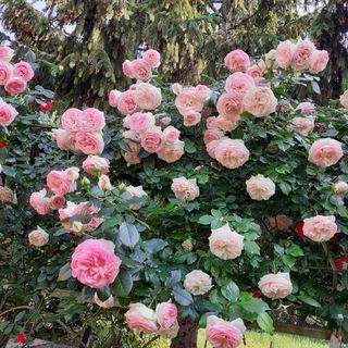 Szőlőfürt Apartman Balatonboglár (5)