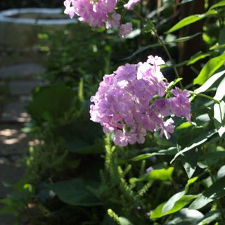 Faludi Vendégház Vonyarcvashegy (2)