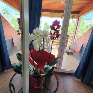 Sunshine Apartman Velence (4)