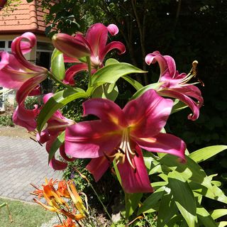 Malomvölgy Vendégház Tardos (5)