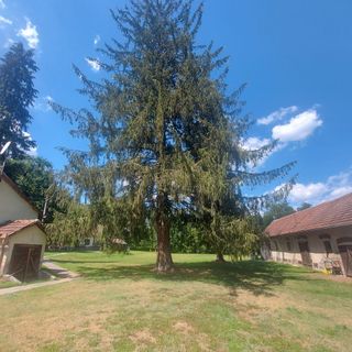 Erdei Tündérlak Somogysimonyi (3)