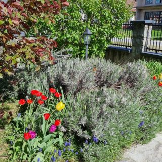 Apartman i sobe Corina Eszék - Osijek (2)