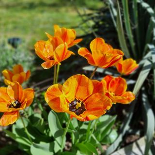 Apartman i sobe Corina  Eszék - Osijek (3)