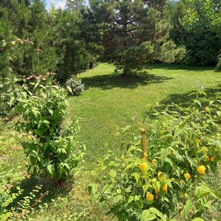 T.bor Vendégház Nagyréde (3)