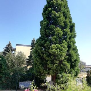 Barbi-ház Apartman Balatonfüred (3)