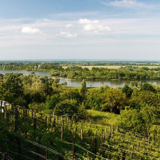 Németh Pincészet Zákány (4)